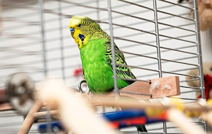 How To Tell If A Budgie Is Scared