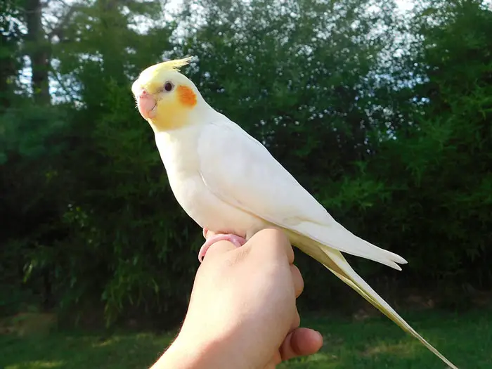 How to Train a Cockatiel to Fly