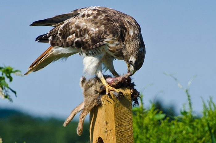 Hunting and Feeding Behaviors of Hawks