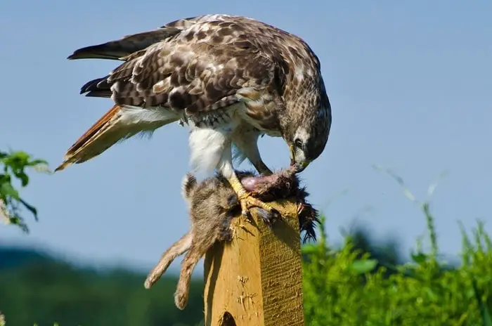 Hunting and Feeding Behaviors of Hawks