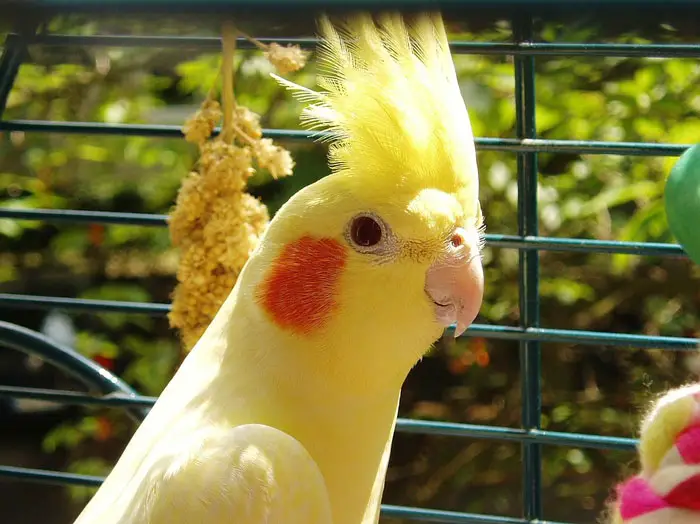 Identifying and Breeding Cockatiel Colors and Mutations