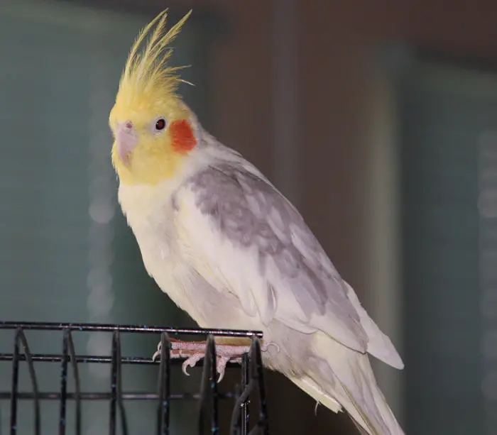 Identifying and Treating Feather-Related Health Issues in Cockatiels