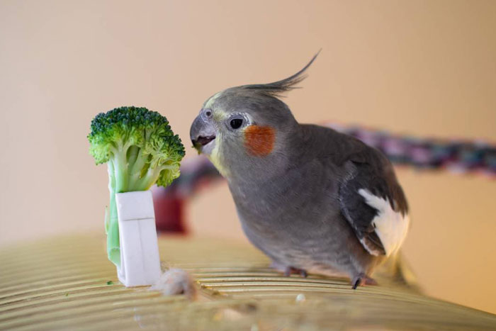 Importance Of Fresh Fruits And Vegetables In A Cockatiel’s Diet