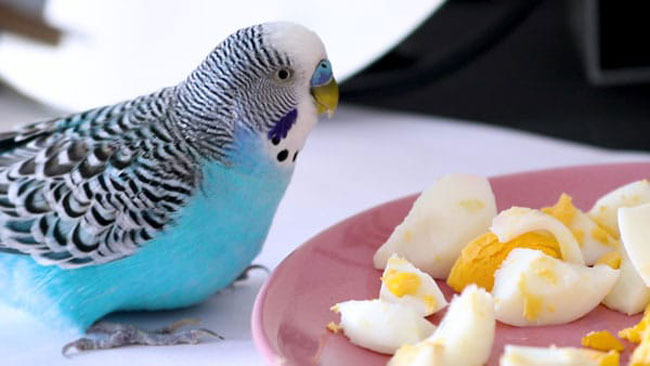 Importance of Proper Nutrition and Hygiene Budgies