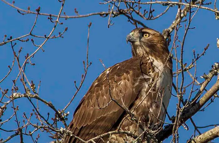 Improving Hawk Lifespan