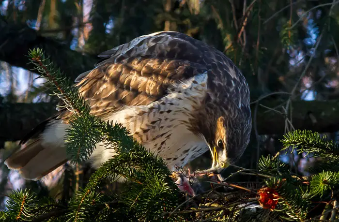 Laws And Regulations Related To Harming Or Killing Hawks