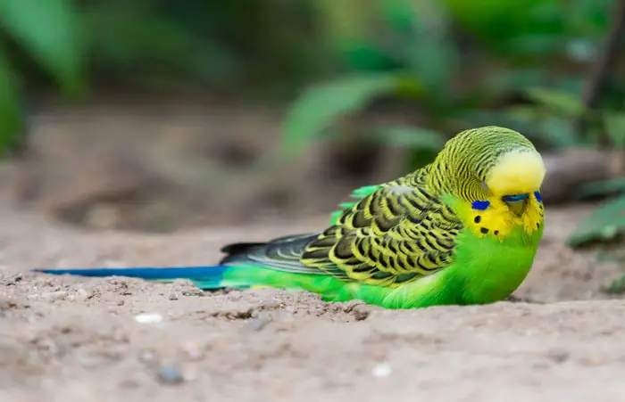 Life Expectancy Of Budgies With Tumors