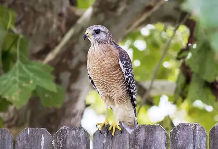 Lifespan of Different Hawk Species