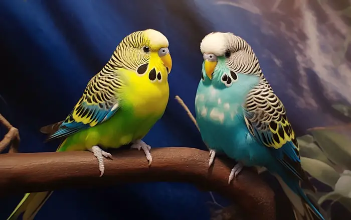 Long And Healthy Life for Your Budgie