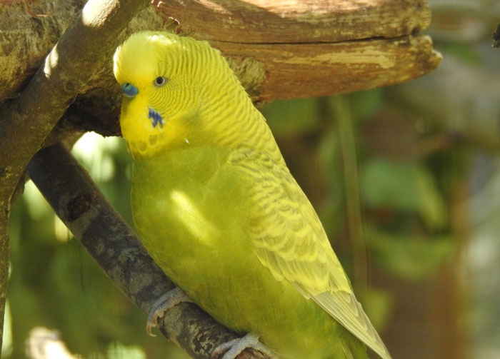 Long-Term Management Strategies for Liver Disease in Budgies