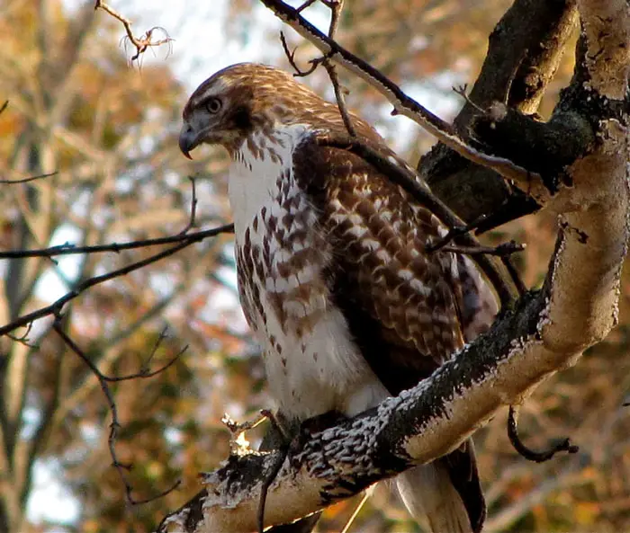 Longevity of Different Hawk Species