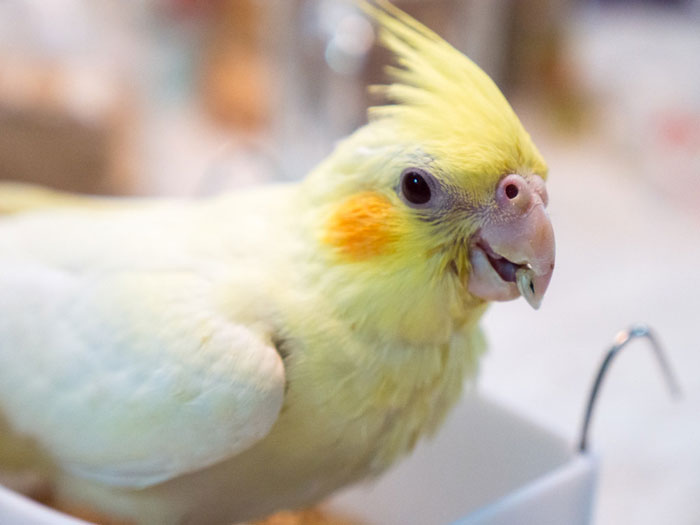 Lutino Cockatiel