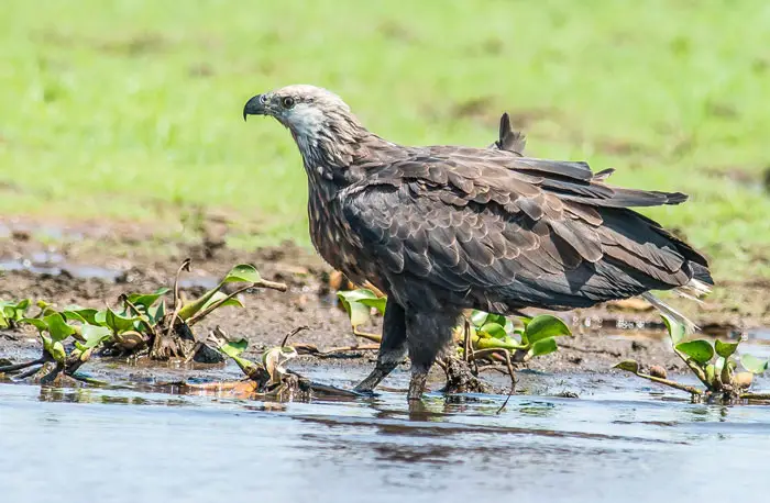 Madagascar Fish Eagle