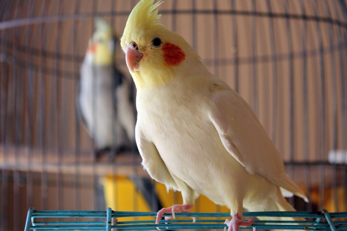 Maintaining Healthy Cockatiel Beak