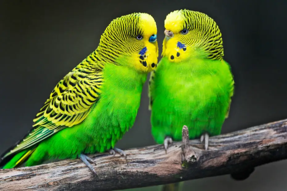 Male Vs Female Budgie