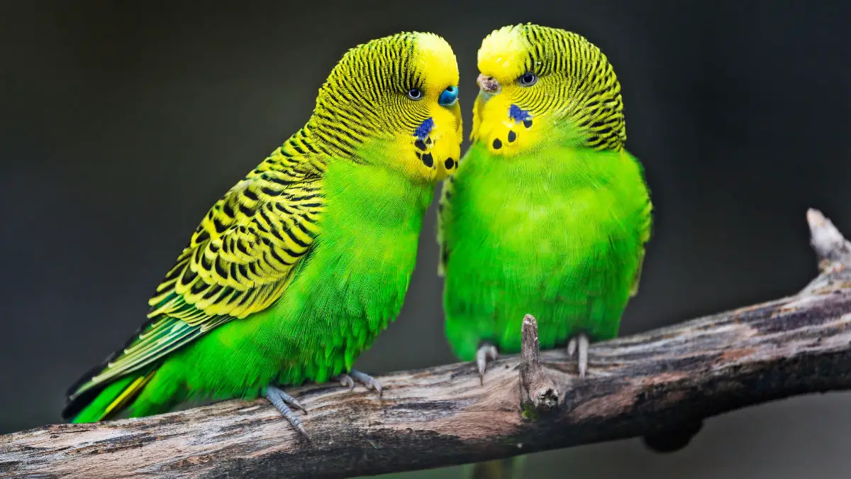 Male Vs Female Budgie