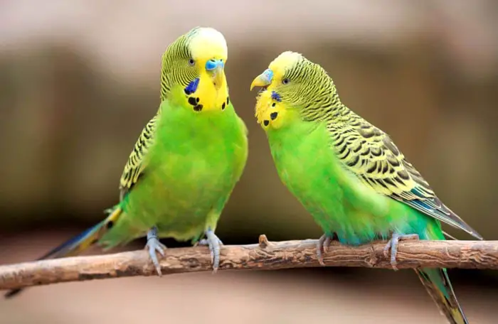 Male and Female Budgie Behavioral Differences