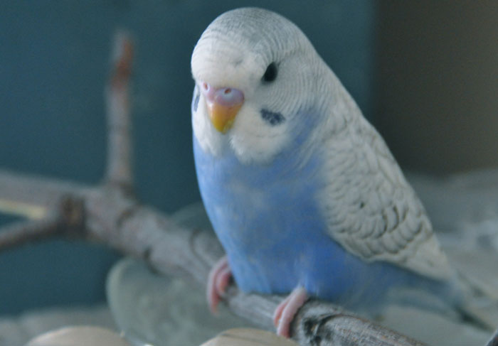 Managing Budgie Molting Symptoms