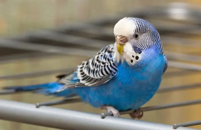 Managing Feather Plucking in Budgies