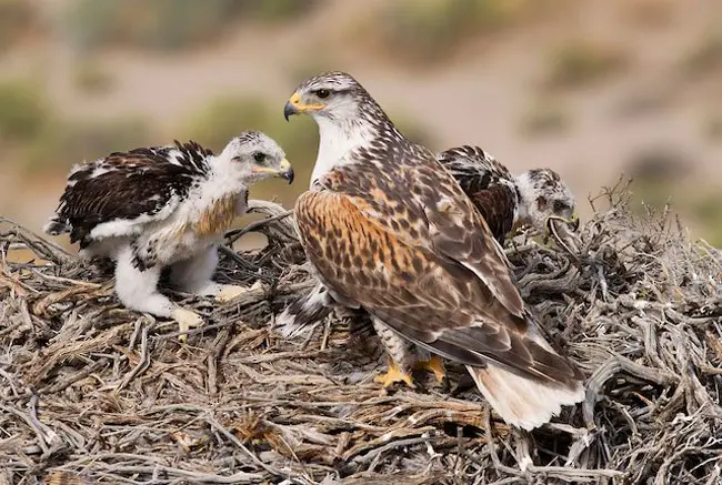 Mating and Nesting Habit of Ferruginous Hawk