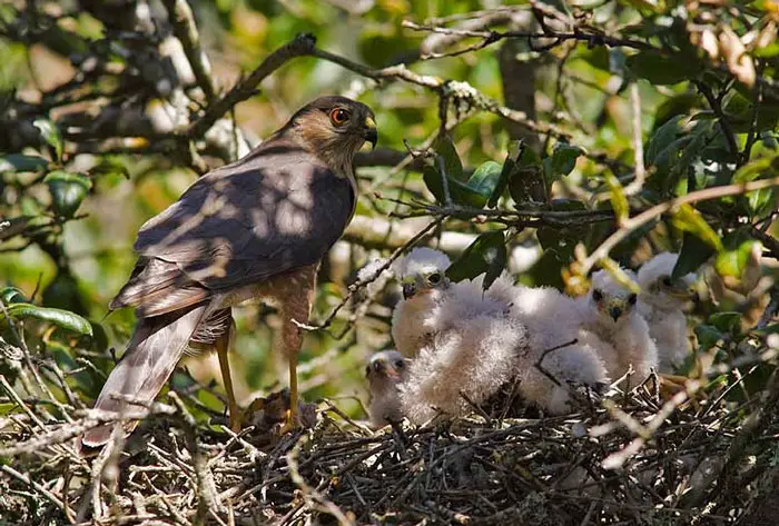 Mating and Nesting Habit of Sharp-Shinned Hawk