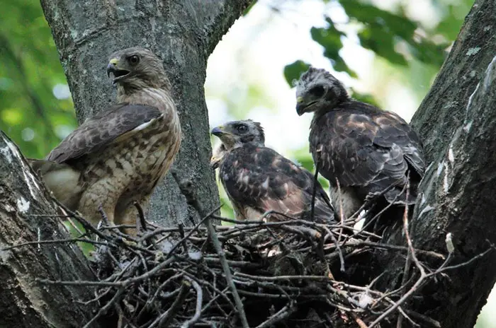 Mating and Nesting Habits of Broad-Winged Hawk