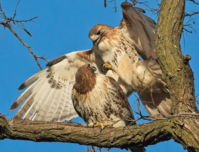 Mating and Nesting Habits of Red-Tailed Hawk