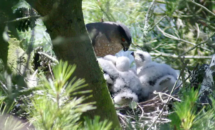 Mating and Nesting of Cooper's Hawk