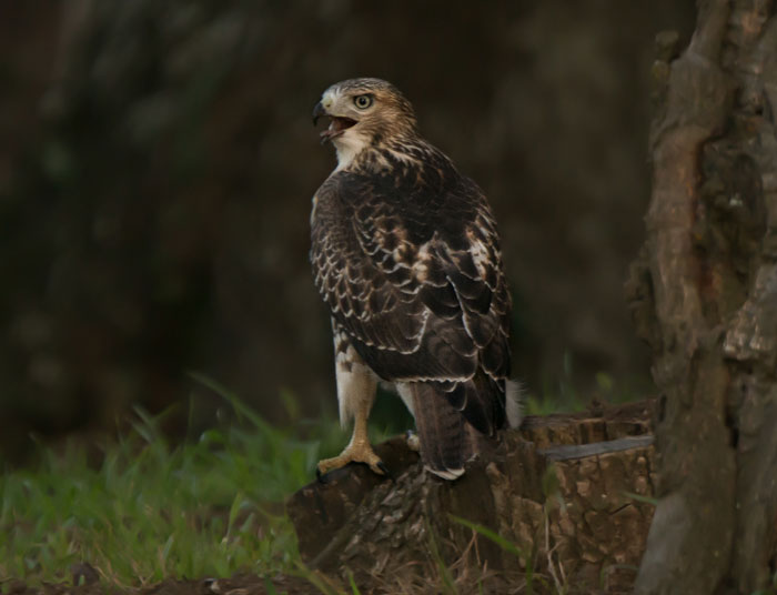 Migrating Hawks