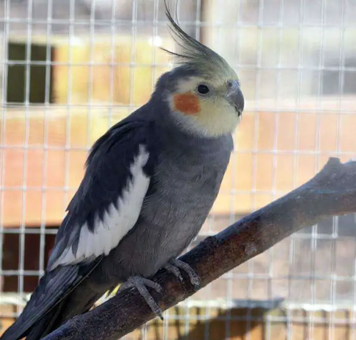 Most Common Symptoms of Cockatiel Illness