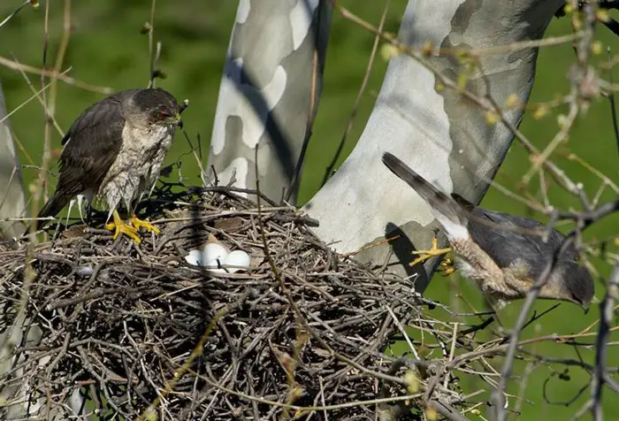 Nesting Behavior Among Hawk Species