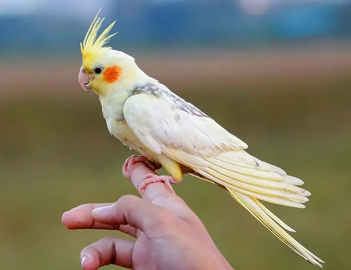 New Cockatiel  Behavior