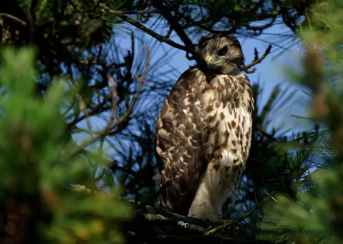 Nocturnal Hunting Habits of Hawks