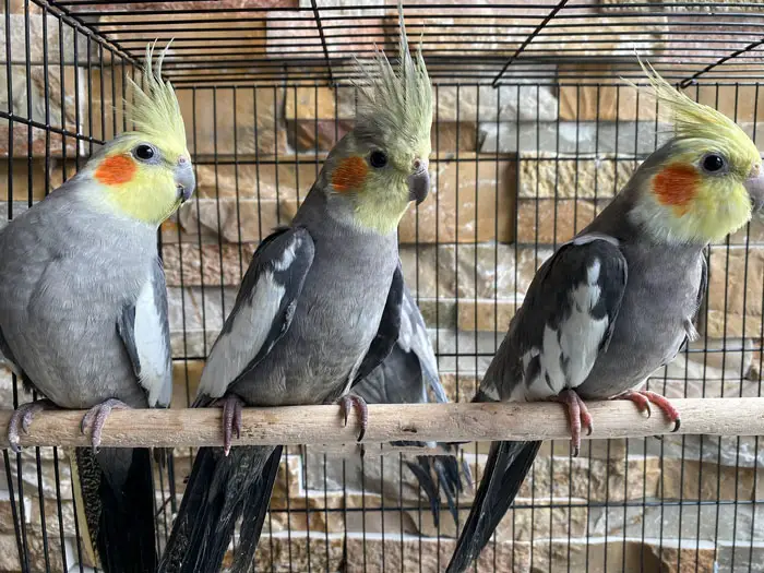 Normal Gray Cockatiel