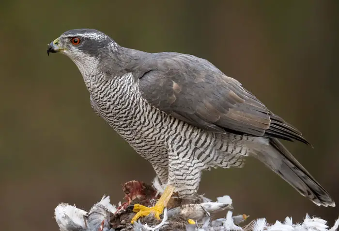 Northern Goshawk