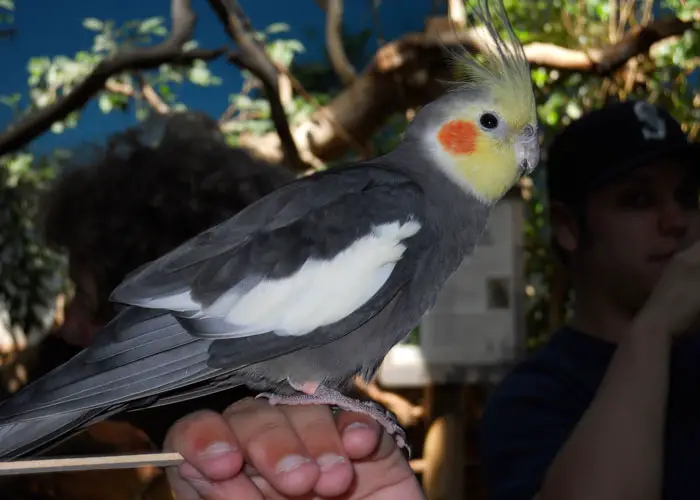 Nutritious treats for cockatiels