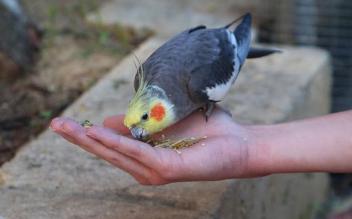 Owner gently interacting and bonding with a cockatiel