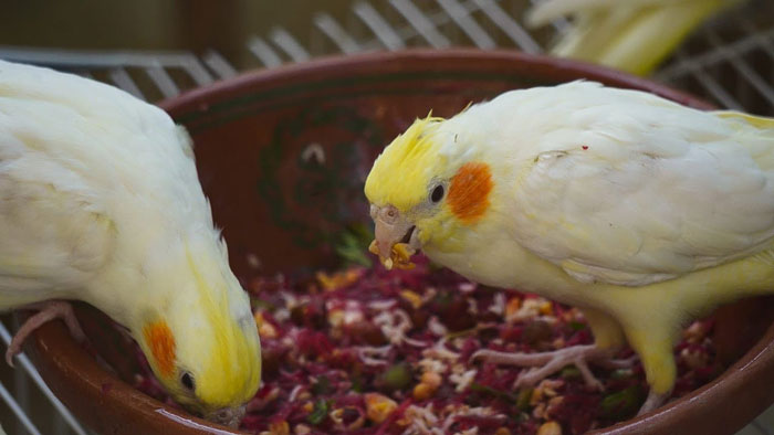 Pair of cockatiels in a nesting box