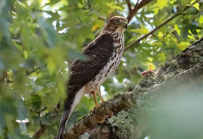 Penalties For Killing Hawks