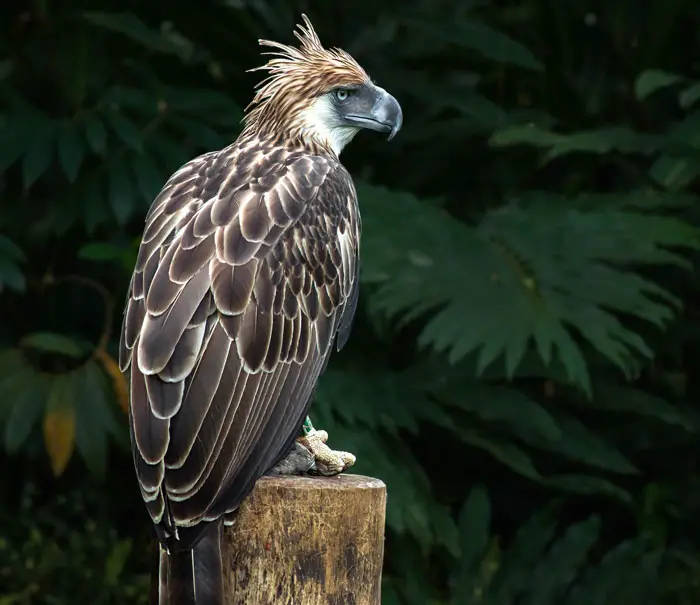 Philippine Eagle