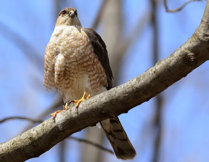 Physiological Changes in Aging Hawks