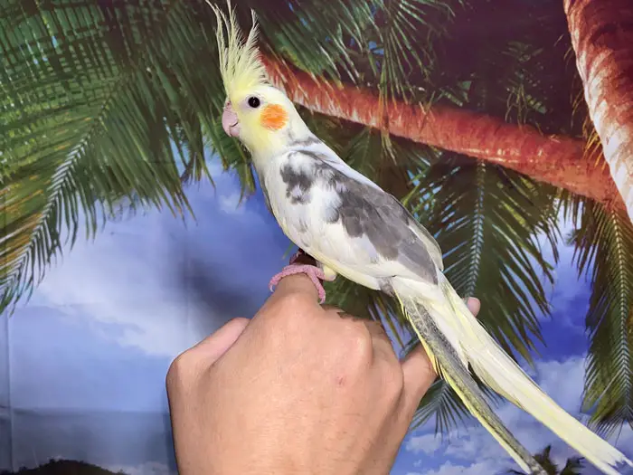 Pied Cockatiel