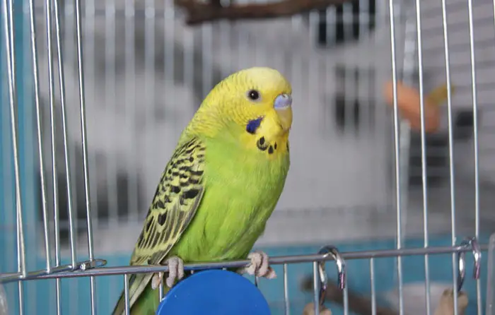 Potential Health Issues of Budgie