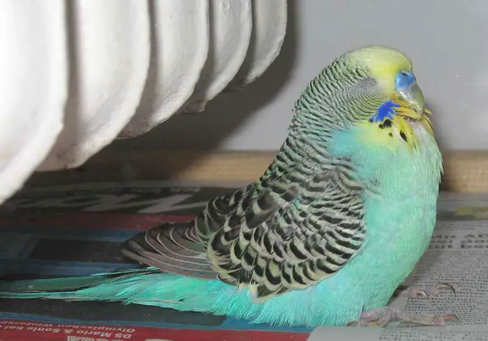 Predisposing Factors of Liver Disease in Budgies