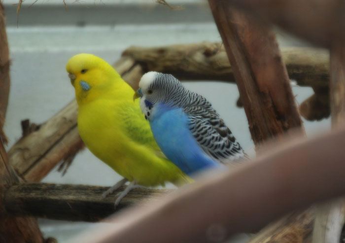 Preventing Feather Plucking in Budgies