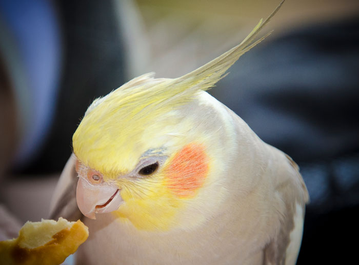 Promoting Healthy Behaviors in Cockatiels