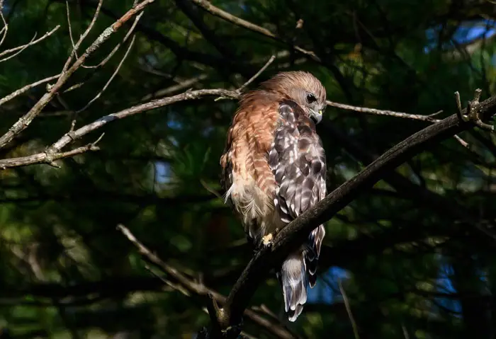 Protect Hawk Species