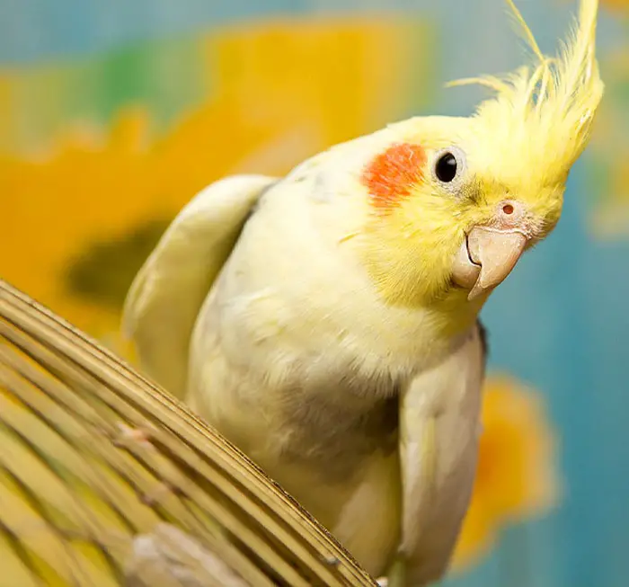 Providing Appropriate Exercise and Activity for Cockatiels