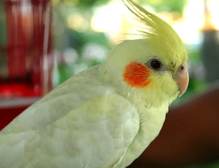 Providing Exercise for Cockatiels