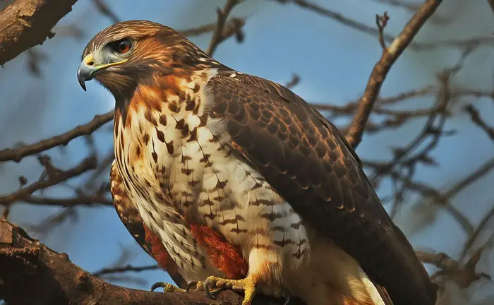 Providing Food for Backyard Hawks